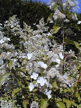 Hortensia de panicules 'Kyushu'