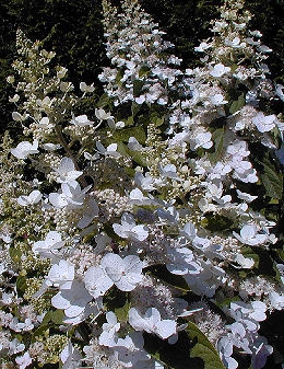 Hortensia de pan�culas 'Tardiva' - Hydrangea paniculata 'Tardiva'