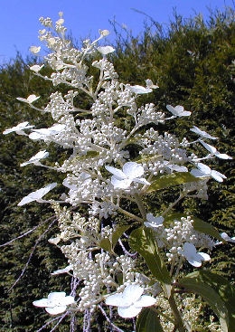 Hortensia de pan�culas Unique