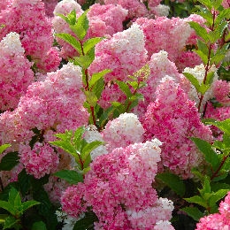 Hortensia de pan�culas 'Vanille Fraise&reg;' - Hydrangea paniculata 'Vanille Fraise&reg;'