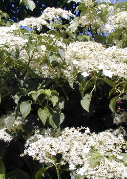 Hortensia trepadora