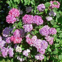 Hortensia serrata Preziosa - Hydrangea macrophylla serrata Preziosa