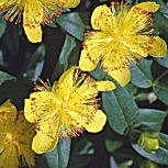 Hiperico rastrero - Hipericon - Hierba de San Juan - Hypericum calycinum