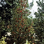 Acebo 'Alaska' - Card�n - Cardonera - Ilex aquifolium Alaska