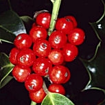 Acebo 'Alaska' - Card�n - Cardonera - Ilex aquifolium Alaska