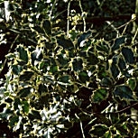 Acebo 'Argenteomarginata' - card�n - cardonera - Ilex aquifolium 'Argenteomarginata'