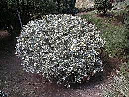 Acebo 'Argenteomarginata' - card�n - cardonera - Ilex aquifolium 'Argenteomarginata'