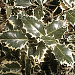 Acebo 'Argenteomarginata' - card�n - cardonera - Ilex aquifolium 'Argenteomarginata'