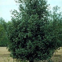 Acebo - card�n - cardonera - Ilex aquifolium 