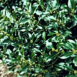 Acebo - card�n - cardonera - Ilex aquifolium 