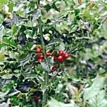Acebo - card�n - cardonera - Ilex aquifolium 