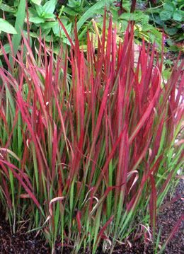 Baron Rojo - Imperata cylindrica 'Red Baron'
