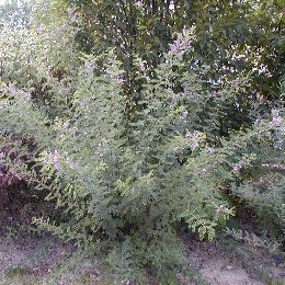 Indigofera gerardiana - Indigofera heterantha ou indigofera gerardiana