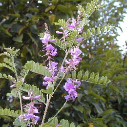 Indigofera gerardiana - Indigofera heterantha ou indigofera gerardiana