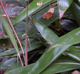 Indocalamus latifolius