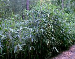 Thamnocalamus tesselatus