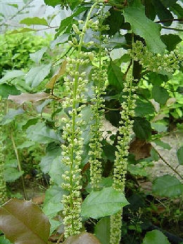 Itea ilicifolia