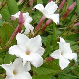 Jazm�n com�n o jazm�n blanco