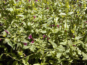 Jazm�n nido de abeja, Jazm�n rojo - Jasminum beesianum