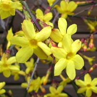 Jazm�n amarillo o jazm�n de invierno - Jasminum nudiflorum