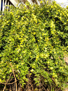Jazm�n primavera