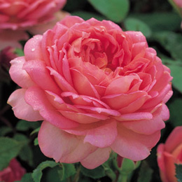 Rosal Jubilee Celebration (Aushunter)