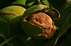 Frutos de Nogal