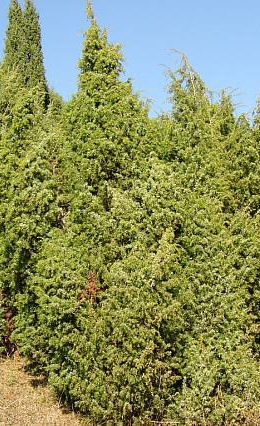 Juniperus communis