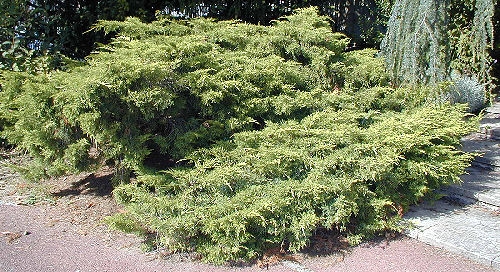 Juniperus horizontal - Juniperus x media