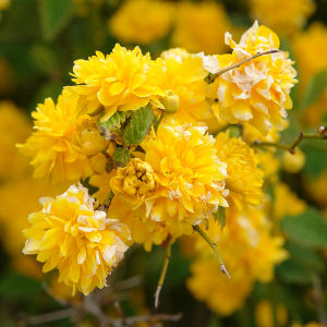 Rosita japonesa Flore Pleno o kerria Flore Pleno - Kerria japonica Flore Pleno
