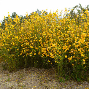 Rosita japonesa Flore Pleno o kerria Flore Pleno - Kerria japonica Flore Pleno