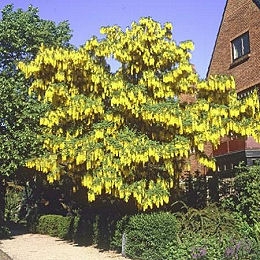 Jabonero de la China - Farolillos - Sapindo de China - Koelreuteria paniculata