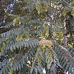 Jabonero de la China - Farolillos - Sapindo de China - Koelreuteria paniculata