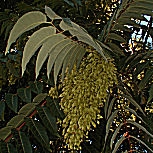 Jabonero de la China - Farolillos - Sapindo de China - Koelreuteria paniculata