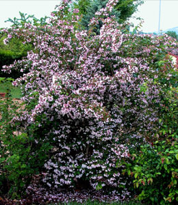 Kolkwitzia 'Pink Cloud' - Kolkwitzia amabilis 'Pink Cloud'