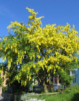 Lluvia de oro o �bano falso o Codeso - Laburnum anagyroides ou Cytisus laburnum