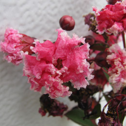 Lila de las Indias o �rbol de J�piter 'Berlingot Menthe' - Lagerstroemia indica