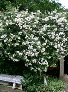 Lila de las Indias o �rbol de J�piter 'Blanco' - Lagerstroemia indica