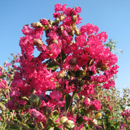 Lila de las Indias o �rbol de J�piter 'Rosa Fucsia' - Lagerstroemia indica