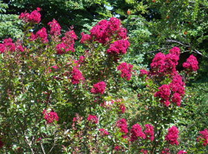 Lila de las Indias o �rbol de J�piter 'Rosa Fucsia' - Lagerstroemia indica