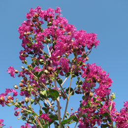 Lila de las Indias o �rbol de J�piter 'malva' - Lagerstroemia indica