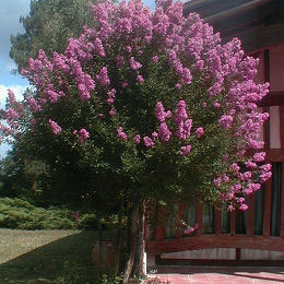 Lila de las Indias o �rbol de J�piter 'malva' - Lagerstroemia indica