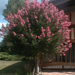Lila de las Indias o �rbol de J�piter 'Berlingot Menthe' - Lagerstroemia indica