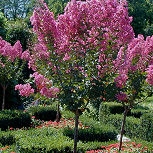 Lila de las Indias o �rbol de J�piter 'Rosa' - Lagerstroemia indica