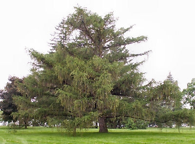 Alerce de Europa - alerce común - Larix decidua - larix europaea