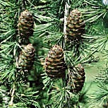 Alerce de Europa - alerce común - Larix decidua - larix europaea