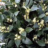 Laurel salsero - laurel de Apolo - laurel de los poetas - Laurus nobilis