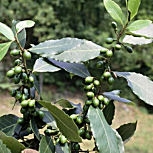 Laurel salsero - laurel de Apolo - laurel de los poetas - Laurus nobilis