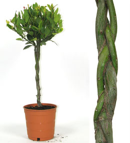 Laurel salsero Trenzado - laurel de Apolo - laurel de los poetas - Laurus nobilis