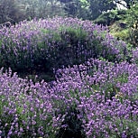 Lav�ndula - lavanda - espliego - Lavandula angustifolia - Lavandula officinalis